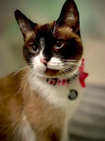 Heartbreaking Cat Rehoming , View more