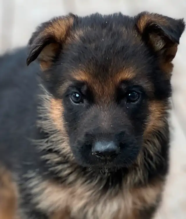 Chiots Berger Allemand Enr. CKC Reg. German Shepherd puppies in Dogs & Puppies for Rehoming in Laval / North Shore - Image 5
