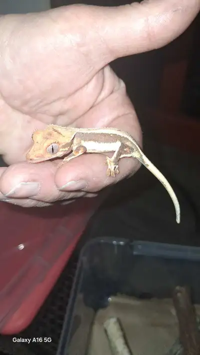High End Lily White Crested Gecko , View more