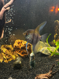 Silver angelfish: male
