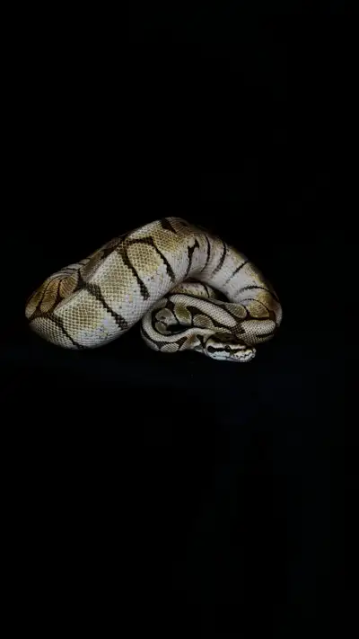 Ball Python , View more