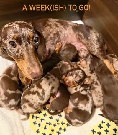 Miniature Dapple Dachshund Puppies - expected June 24, View more