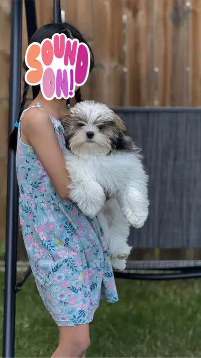 Shih tzu and yorkie, View more