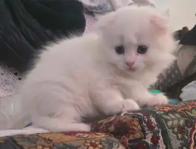 Scottish Fold Kitten, View more