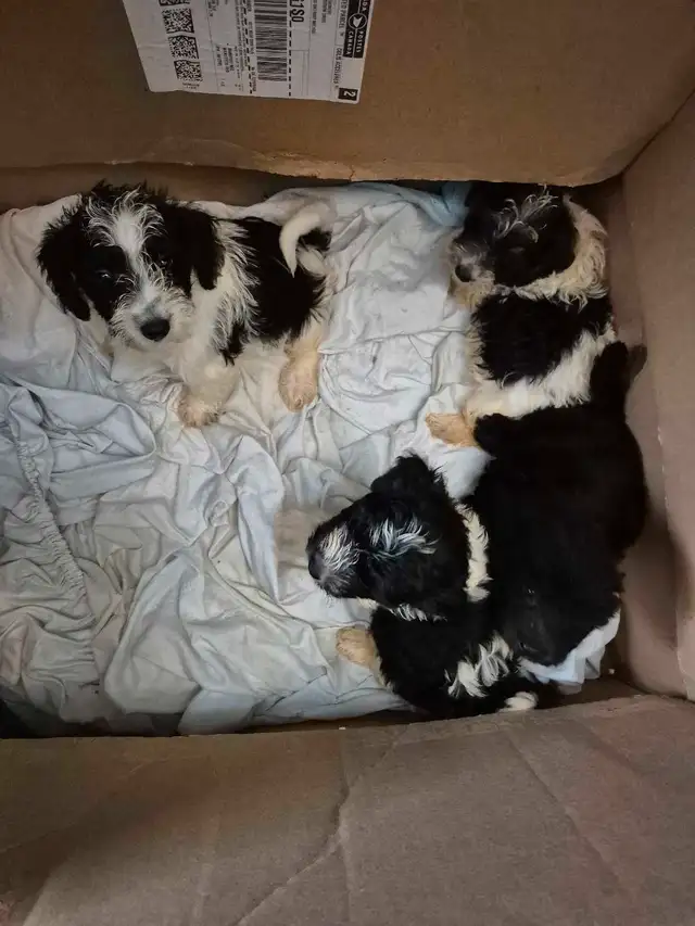 Shihtzu puppy & havenese Lhasa Apso mix in Dogs & Puppies for Rehoming in Owen Sound - Image 4