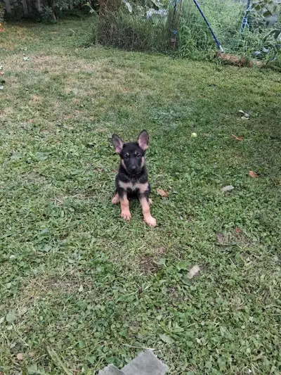 chiot berger allemand, View more