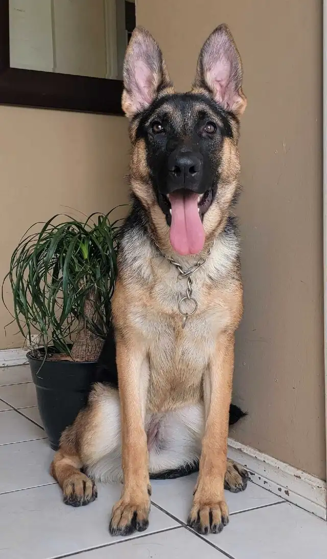 CKC Registered Female German Shepherd in Dogs & Puppies for Rehoming in Hamilton - Image 4