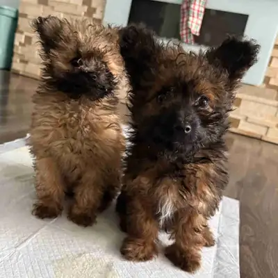 TOY shihpoo puppies, View more