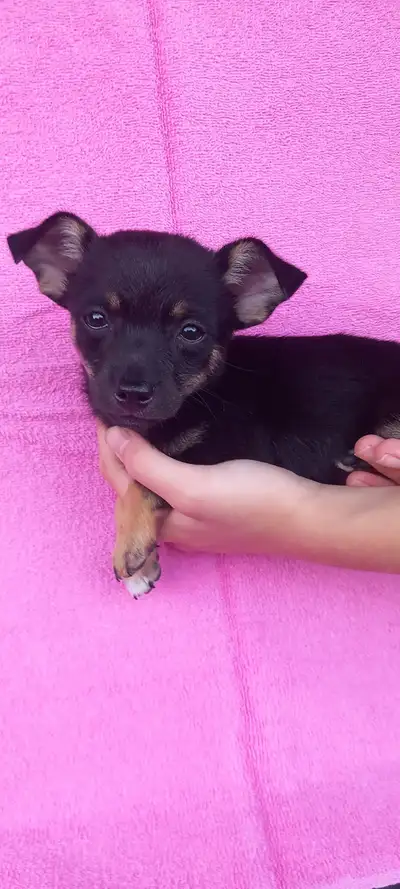 Chihuahua puppies, View more