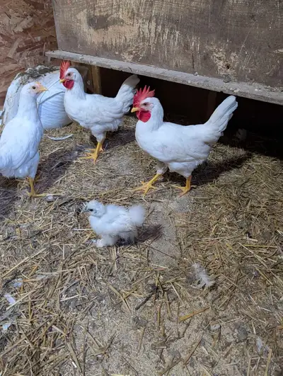 Young Leghorn Cockerel , View more