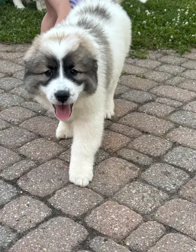 Great Pyrenees  Puppies, View more