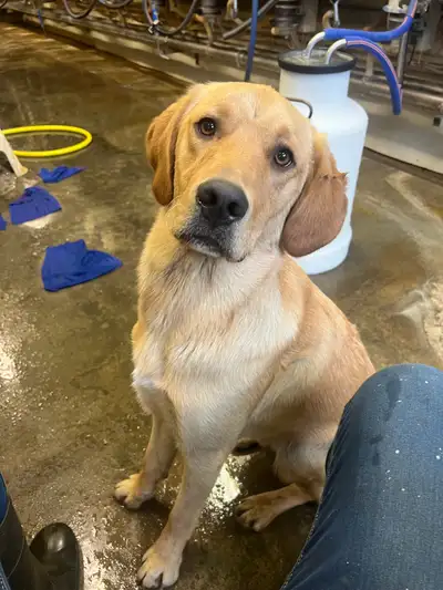 Golden Retriever X Golden Lab, View more