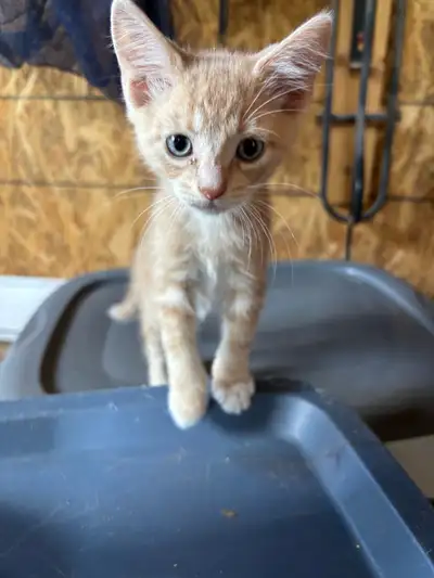 Light Orange male kitten available, View more