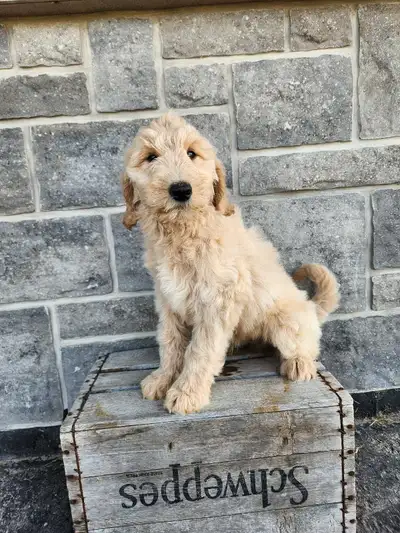 Cedar Echo kennel has a stunning litter of F1 goldendoodle available and ready to go . They have the...