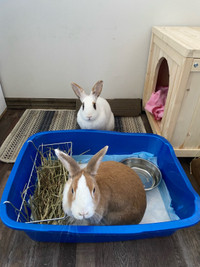 2 funny rabbits for er homing 