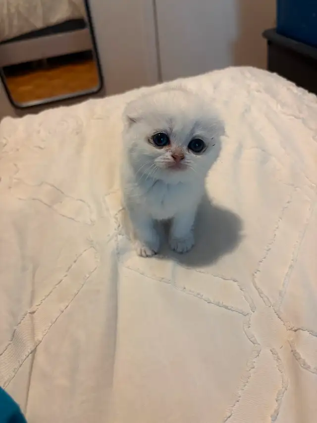 Scottish fold in Cats & Kittens for Rehoming in City of Montréal - Image 10