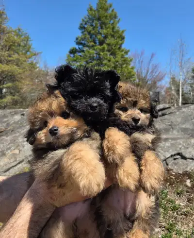 Pomapoo (Pomeranian/Poodle) Special Puppies ready for new home !, View more
