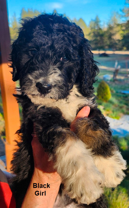 Stunning  Bernedoodles Ready To Go! in Dogs & Puppies for Rehoming in Trenton - Image 2