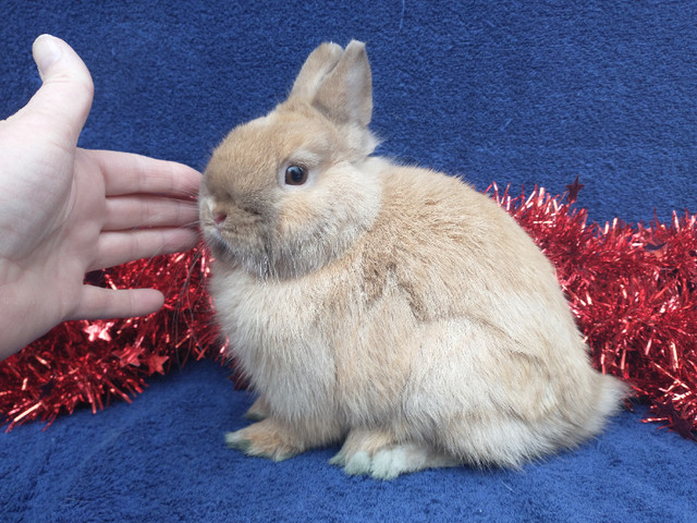 EXTRAORDINARY Baby Netherland dwarf & lionhead rabbits in Small Animals for Rehoming in Ottawa - Image 2
