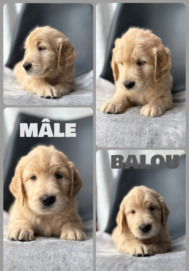 chiot goldendoodle moyen ❤️ ( caniche x golden retriever ) dans Chiens et chiots à adopter  à Lanaudière - Image 2