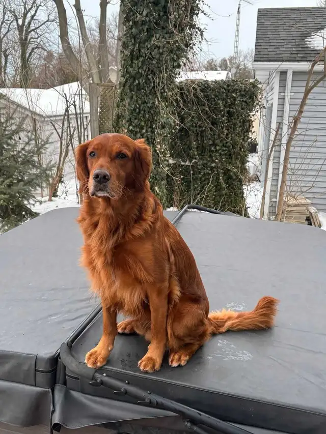 Field line Golden Retrievers in Dogs & Puppies for Rehoming in Mississauga / Peel Region - Image 9