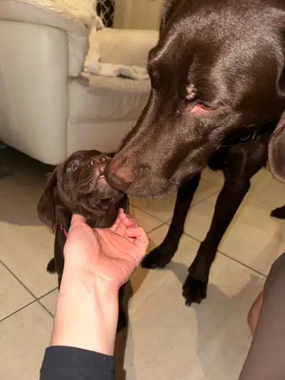 Chiots à adopter – disponibles mi-août Nous aurons bientôt de magnifiques chiots prêts à trouver leu...