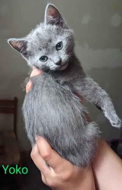 chaton british shorthair / siamois, View more