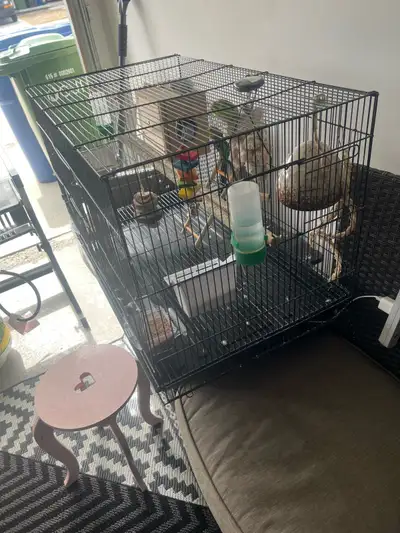  budgies and metal cage for sell , $225 for all with the cage, a, View more