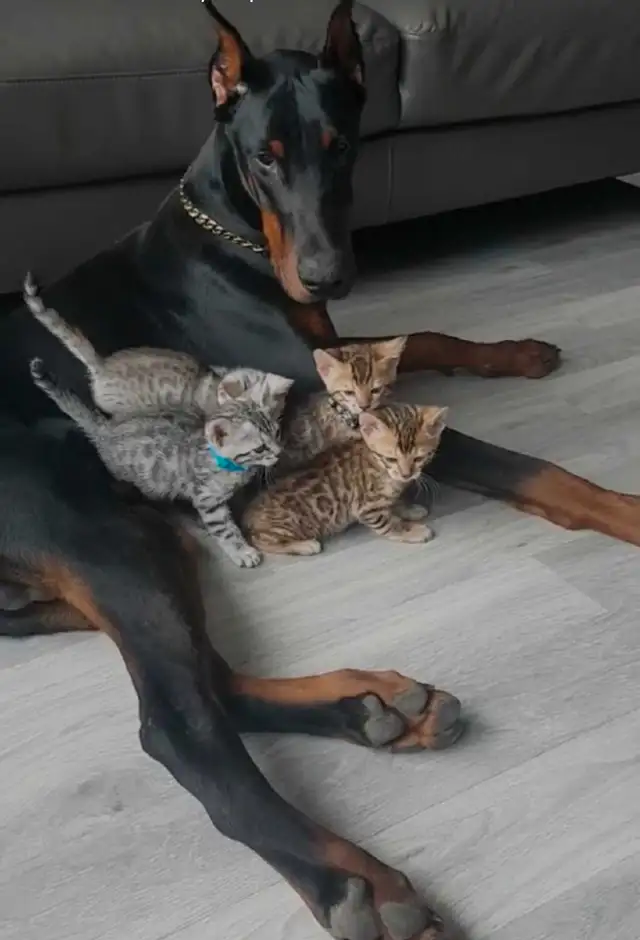 European Dobermans in Dogs & Puppies for Rehoming in City of Toronto - Image 2