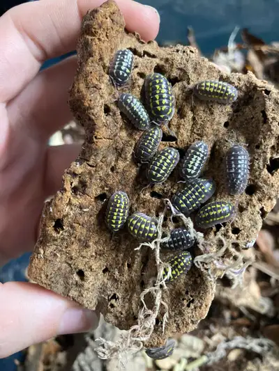 a. gestroi (giant yellow spot) isopods, View more