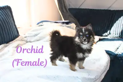 **ALL SOLD*** -We have 1 female left (Orchid) -Both parents are F2 Pomskies -50% Pomeranian 50% Husk...