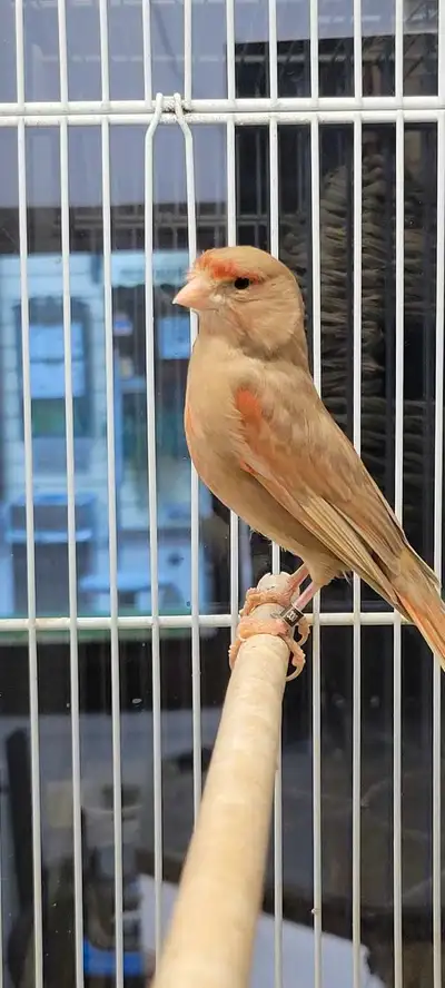 We have some male canaries available just over a year old already starting to sing if interested ple...
