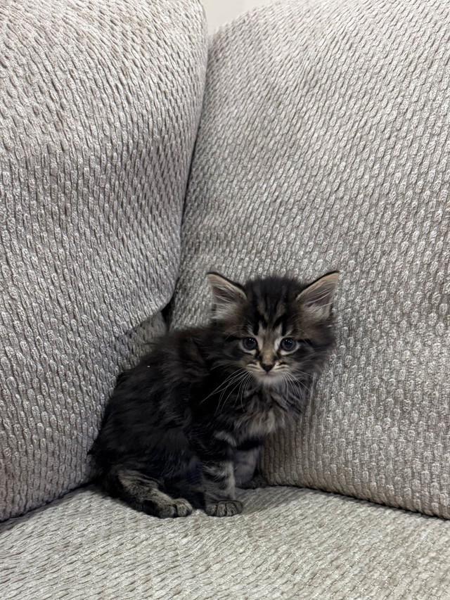 Siberian mainecoon kitten in Cats & Kittens for Rehoming in Mississauga / Peel Region - Image 3