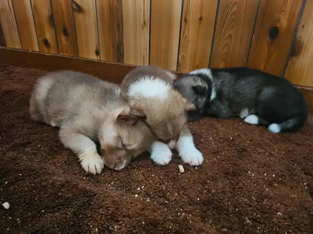RARE Canadian Eskimo Puppy - Gorgeous  (F) in Dogs & Puppies for Rehoming in Hamilton - Image 4