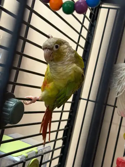 Green Cheek CONURE, View more