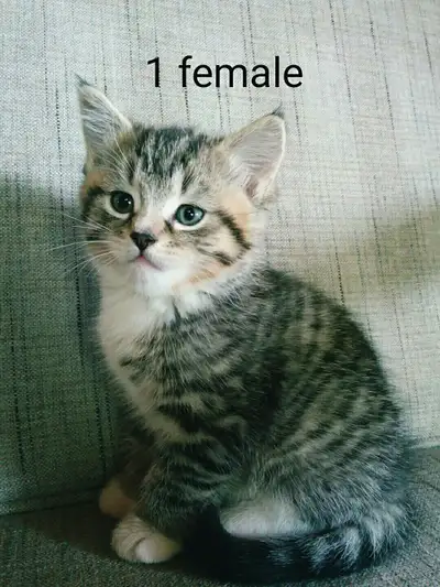 I have three kittens for sale. They are very friendly and playful. They are litter-trained and are e...
