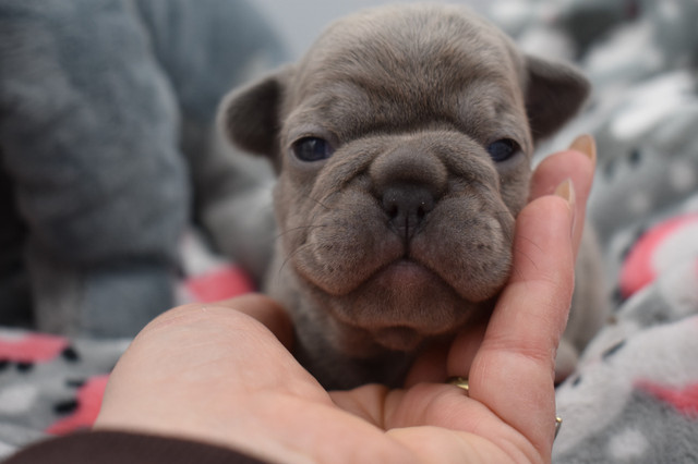 French bulldog puppies  in Dogs & Puppies for Rehoming in Nanaimo