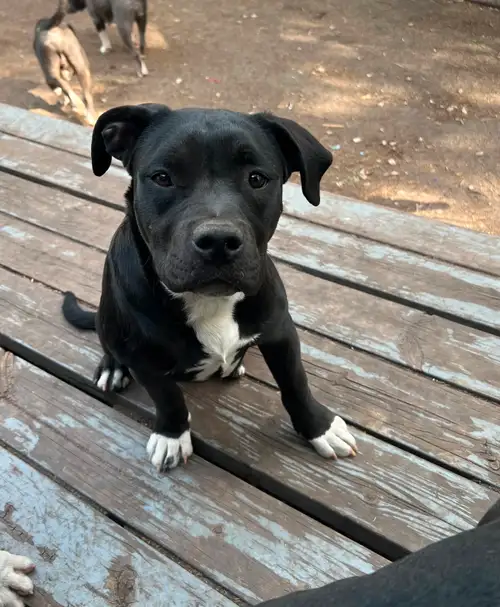 Pups for sale. 5-month-old female dog (400) and 12 weeks old one boy and one female (900$). Come get...