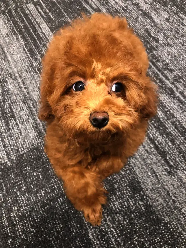 Pure Toy poodle, trained,fully vaccinated,health guarantee. in Dogs & Puppies for Rehoming in City of Toronto - Image 8