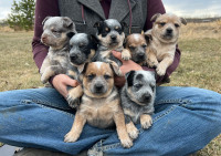 Purebred Registered Miniature Heeler Puppies