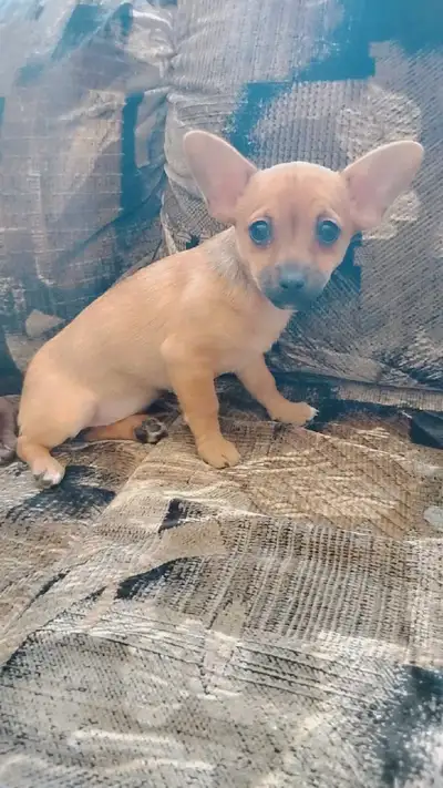 Female Chihuahua dewormed good with other pets kids born January 28th.