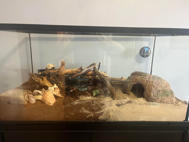 Hermit Crab Enclosure - Everything Included in Accessories in St. John's