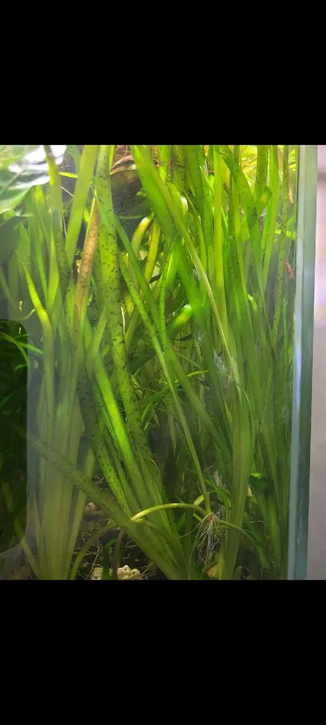 Aquarium Plants! 15 species, amazing deal! | Fish for Rehoming ...