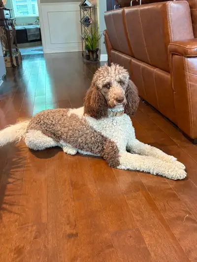 Très belle femelle caniche royale de 1 an et 8 mois, opérée, micropucée, affectueuse, propre, habitu...