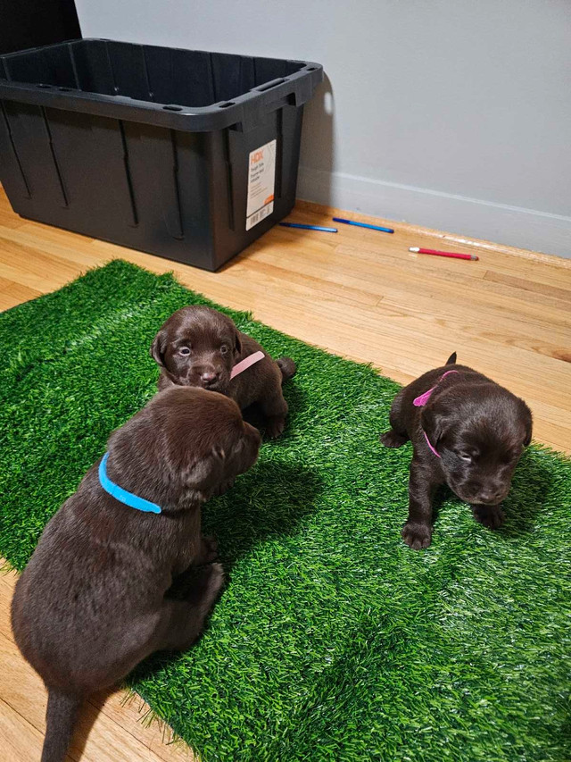 Chocolate lab puppies purebred in Dogs & Puppies for Rehoming in Mississauga / Peel Region - Image 4