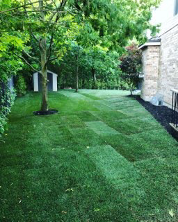 Sod installation  in Lawn, Tree Maintenance & Eavestrough in Kitchener / Waterloo