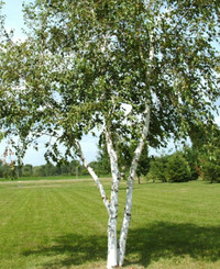 Birch trees