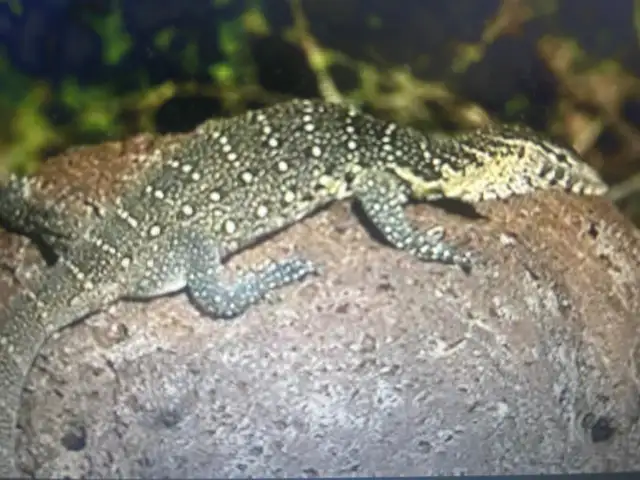 COOL NILE, MANGROVE AND SAVANNAH MONITORS in Reptiles & Amphibians for Rehoming in North Bay - Image 10
