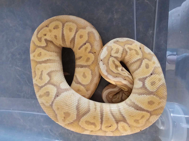 Ball Python lot and feeders in Reptiles & Amphibians for Rehoming in St. Albert