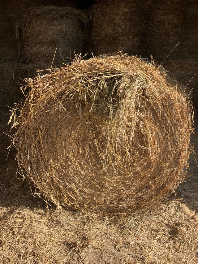 4x4 grass hay  in Livestock in Peterborough